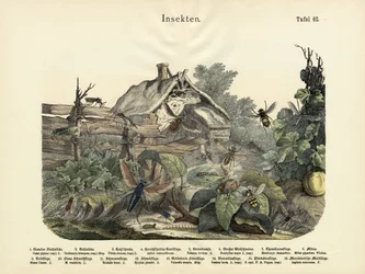 Owady, ok.1860